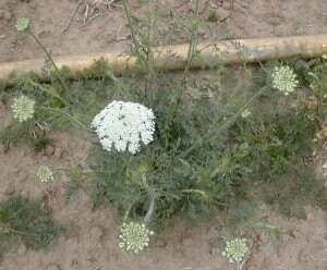 Wild-Carrot-e1348029761326