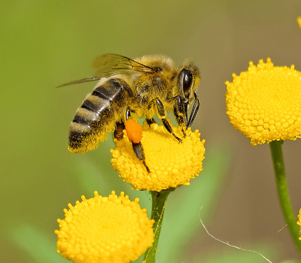 bee-pollinator-friendly (1)