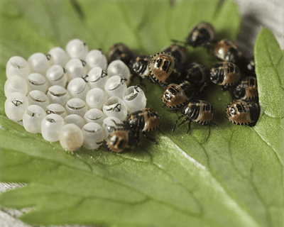 bugs-eggs-leaf