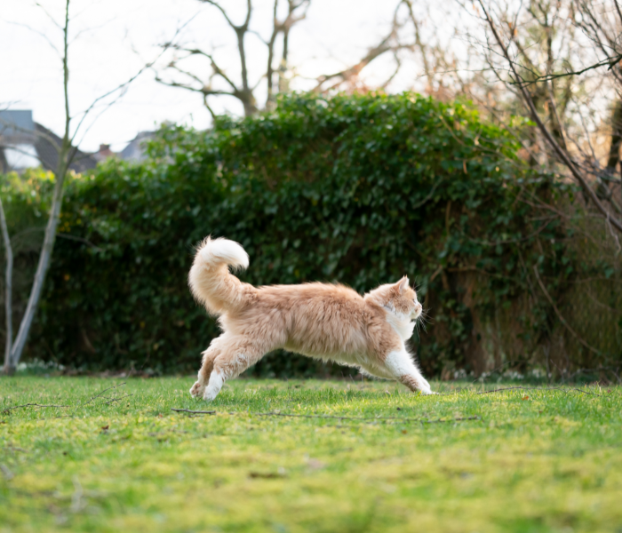 Curated visual reference: Flea Tick Yard Treatment Services Photo Inspiration