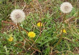 dandelion-300x210