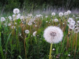 dandelion-field-maigi