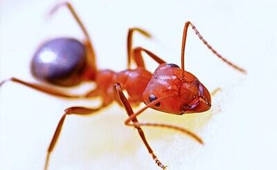 fire-ant-service