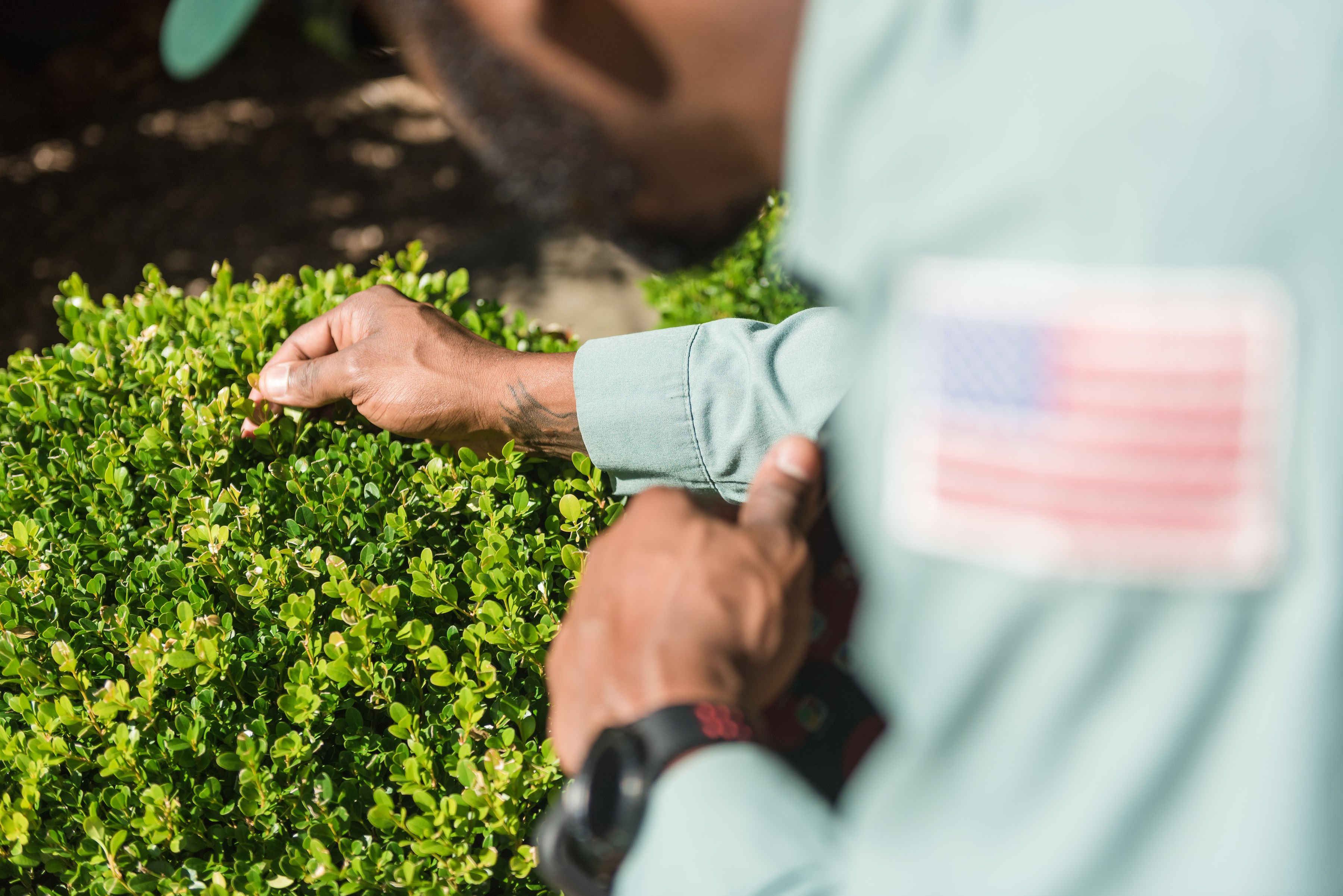 flea and tick control inspection