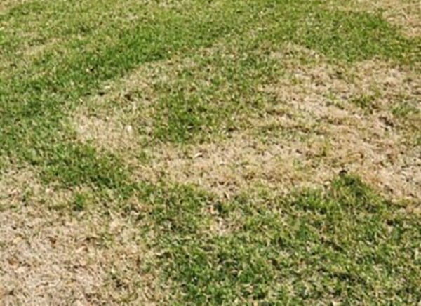 fungus-scarring-on-lawn-in-Temple-Texas-crop