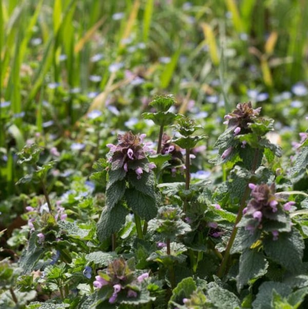 henbit