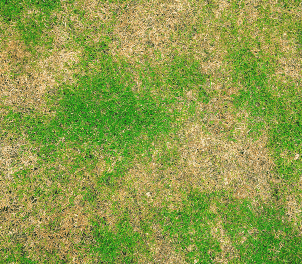 lawn-disease-spot-discolored