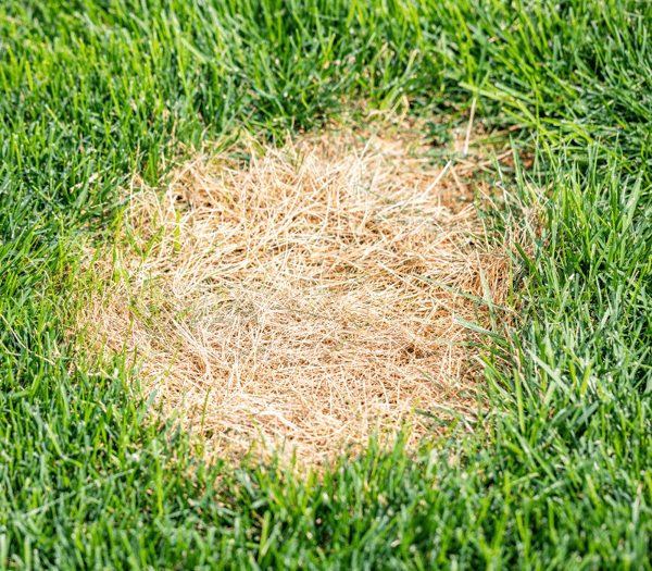 lawn-grass-disease-brown