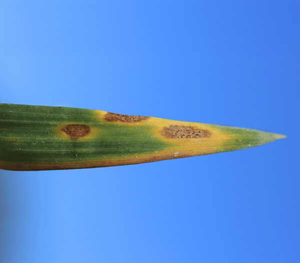 leaf-spot