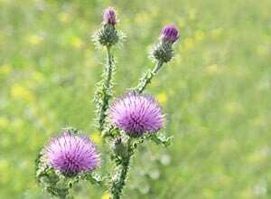 thistle