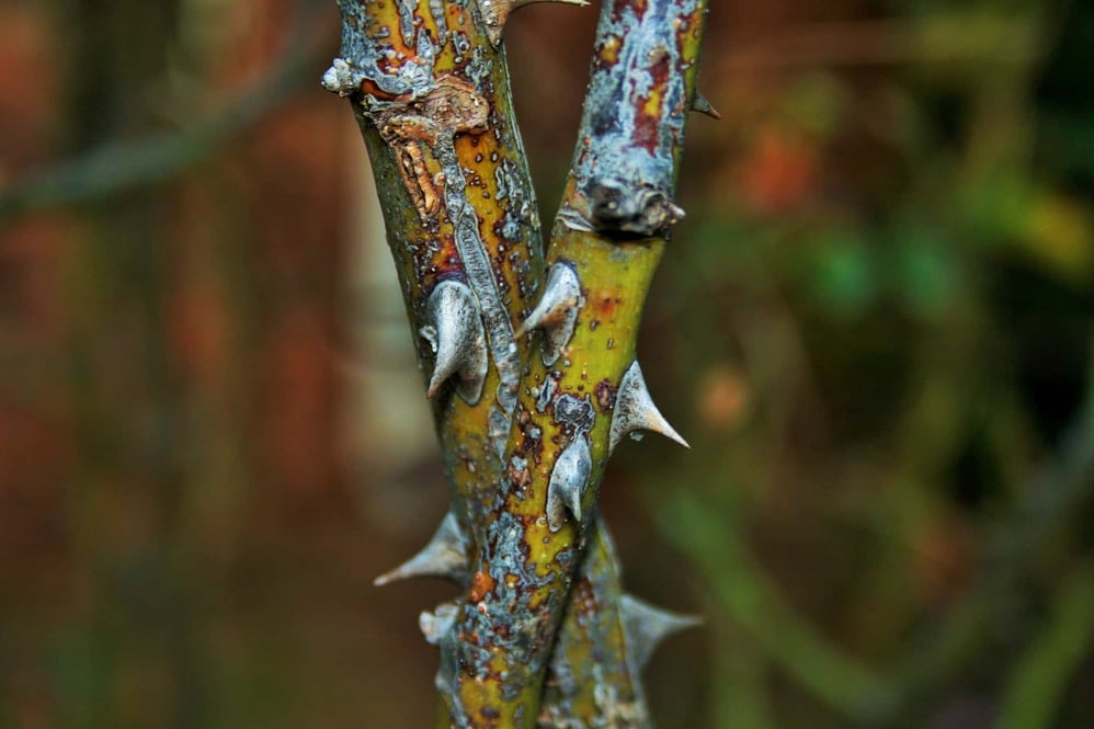 thorns-on-rose-canes