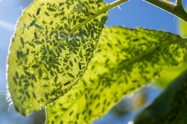 tree-insects