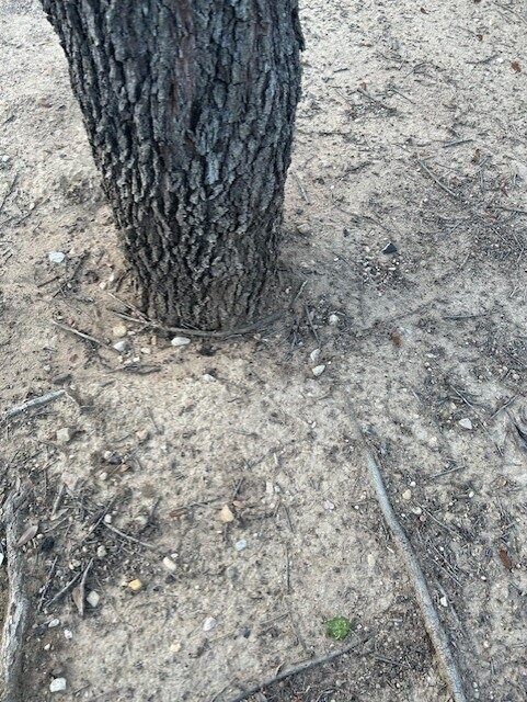 tree-planted-too-deep-in-Frisco-Texas