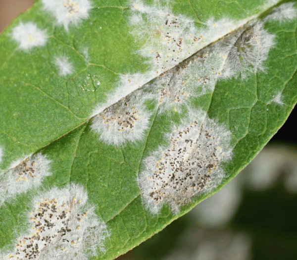 tree-shrub-leaf-disease