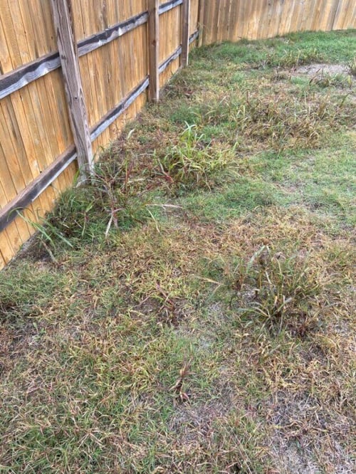 weeds-dying-but-not-mowed-march-2024-nick-lott
