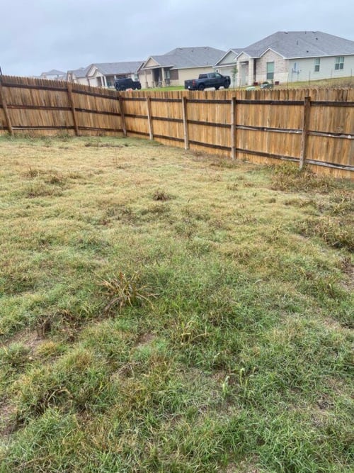 weeds-have-been-treated-but-the-lawn-should-be-mowed-Prosper-Texas
