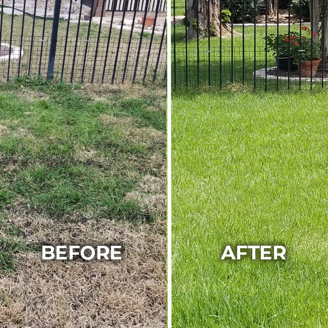 Residential lawn before and after treatment