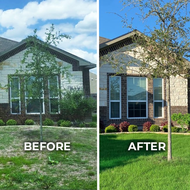 Lawn improvement before and after treatment