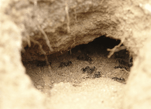 ants-tunnel