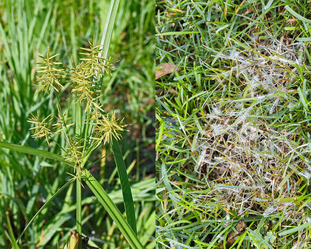 Nutsedge-Dollar-Spot