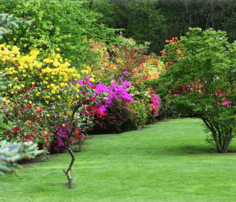 tree-and-shrub-treatment