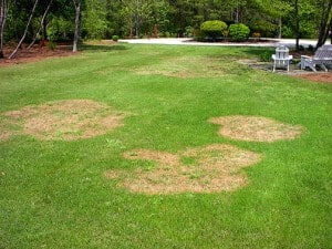 Lawn Care for Lawn Patches
