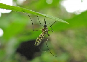 Picture of Mosquitoes for blog about controlling them