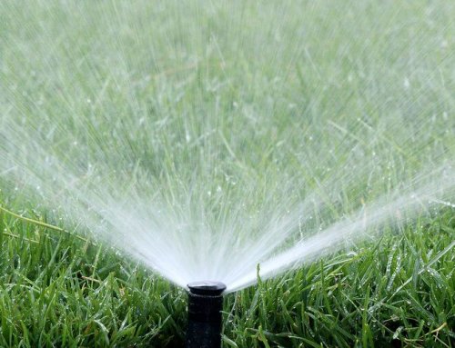 Good Lawn Watering Habits