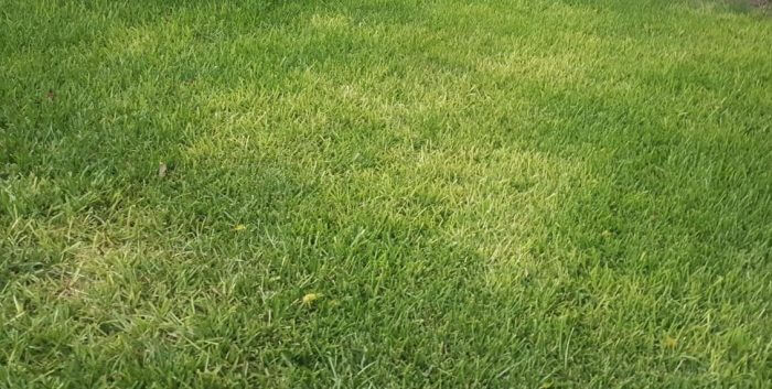 Lawn Care for Yellow Grass