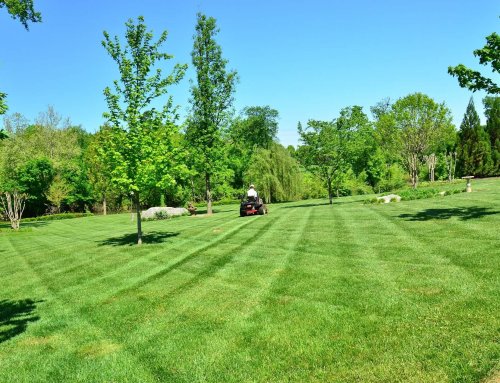 Ways to Naturally Improve Your Lawn