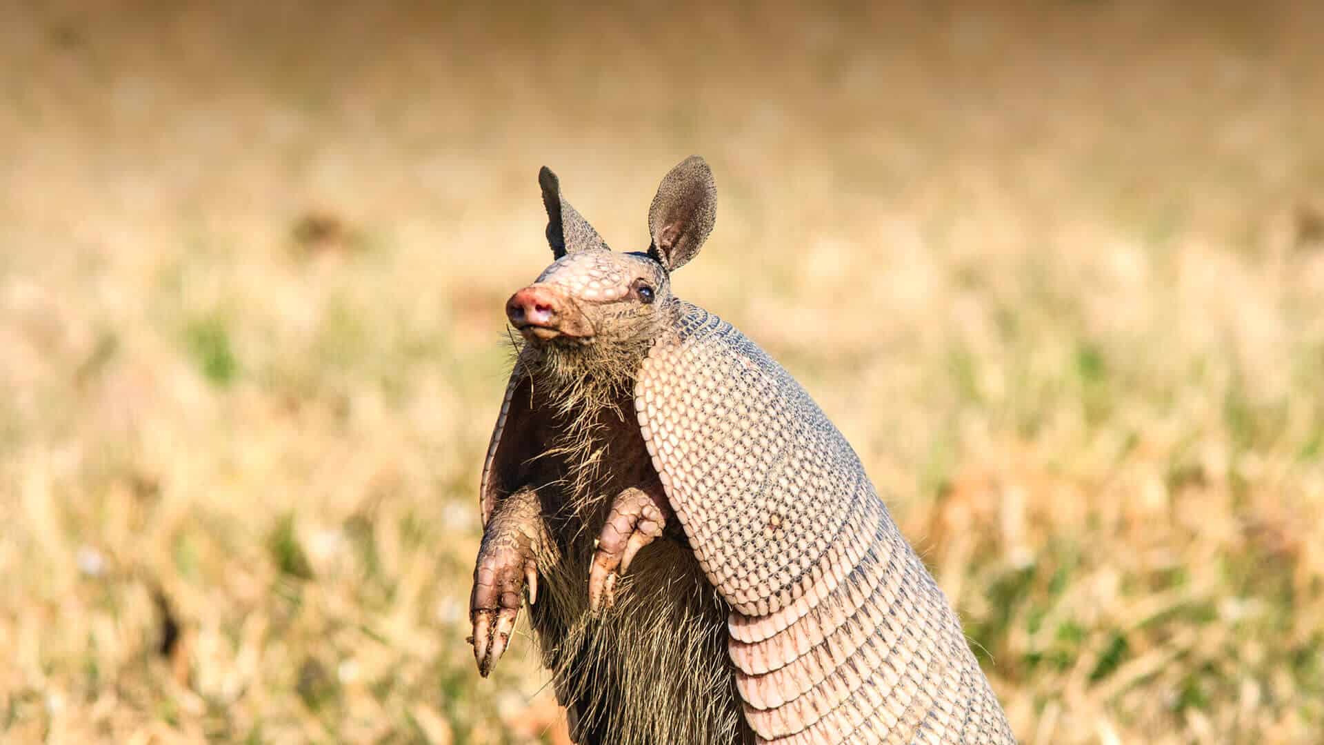 Armadillo An Unwelcome Lawn Guest