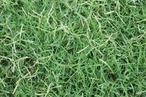 Lawn Care for Bermuda Grass