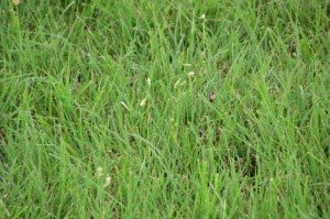 Weed Control Near Me for Buffalo Grass