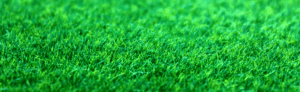 Emerald green grass