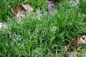 Poa Annua Lawn Weeds
