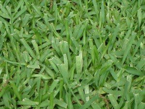 St. Augustine Lawn Grass