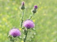 Thistle Before Weed Control