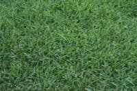 Lawn Care for Zoysia Grass