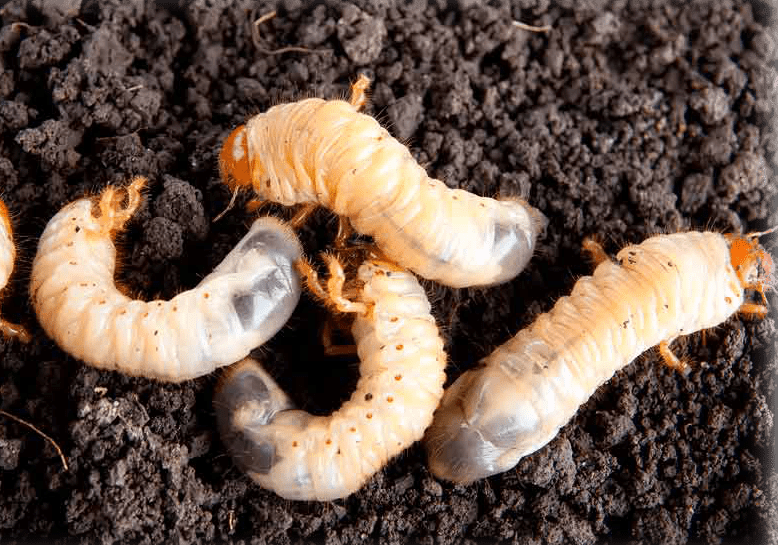 Grub Worms: Why Grub Control Matters in Central Texas