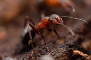 Fire Ant Control Service