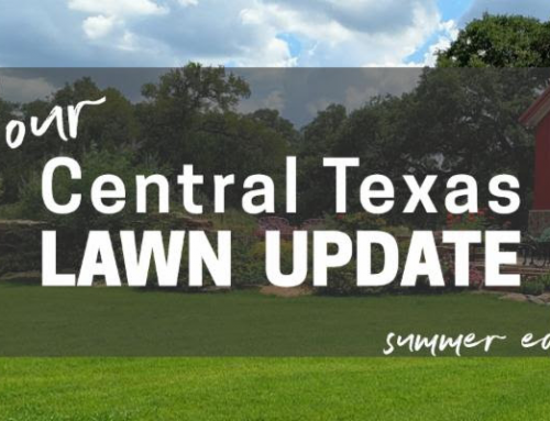 Your Summer 2020 Central Texas Lawn Update