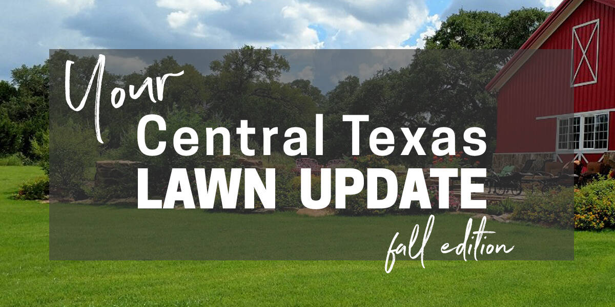 Your Central Texas Lawn Update