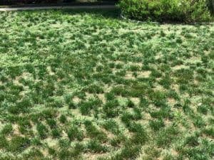 Weeds that Emerald Lawns takes care with Weed Control