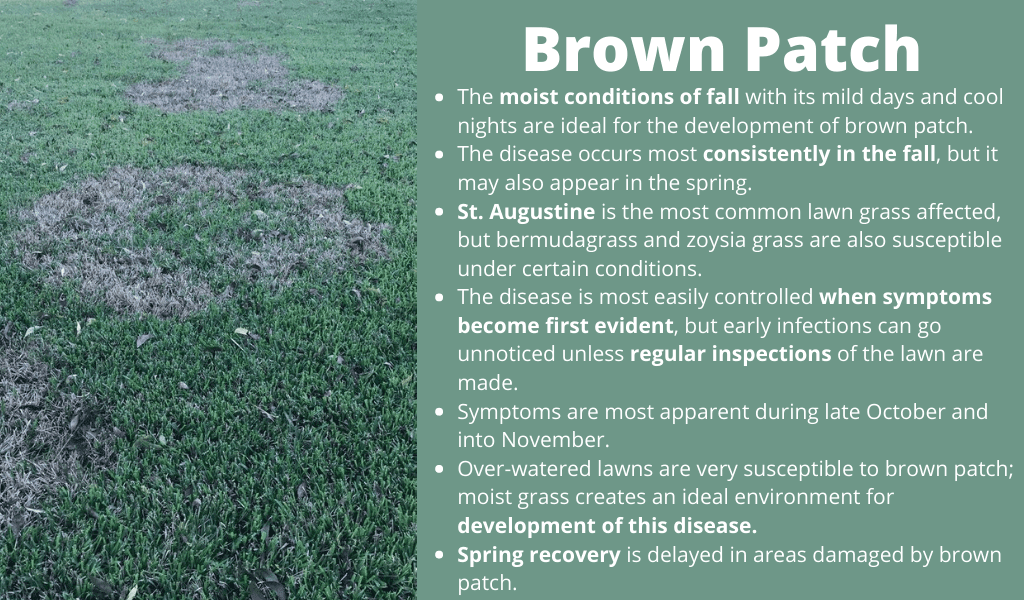 Brown Patch disease found in Manor, TX