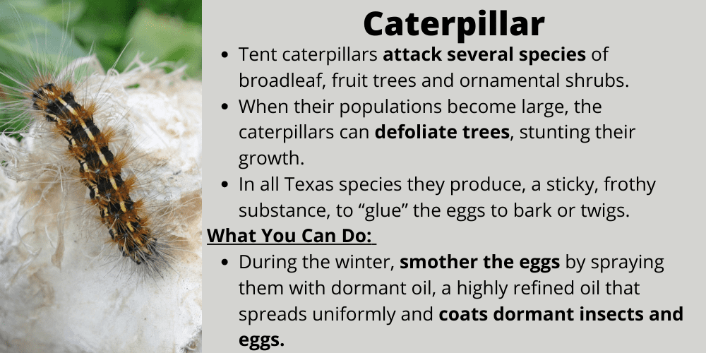 Caterpillar found in Killeen, TX