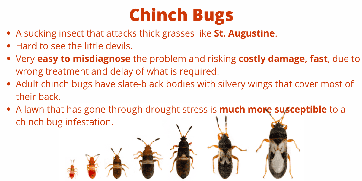 Chinch Bugs turf insects found in Buda, TX