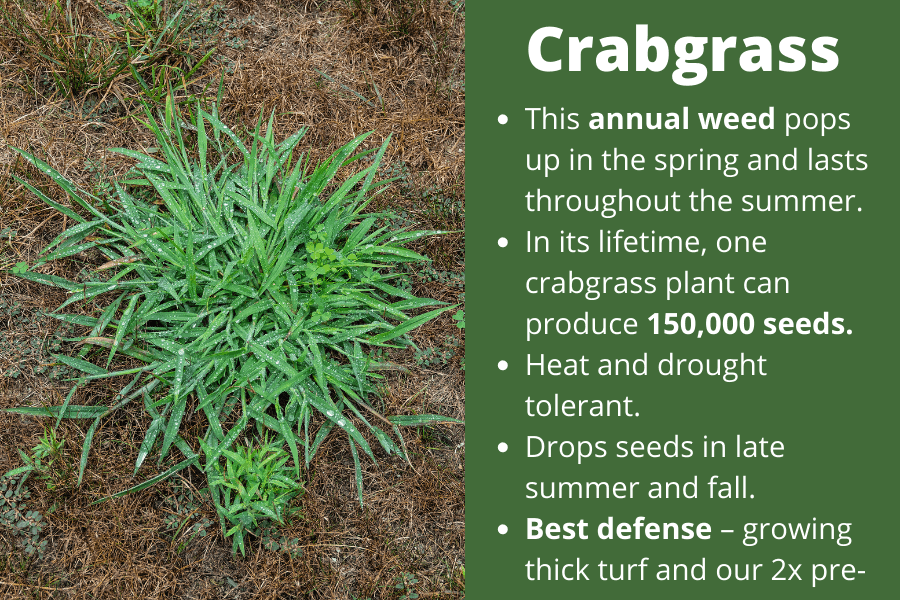 Crabgrass weed found in Killeen, TX