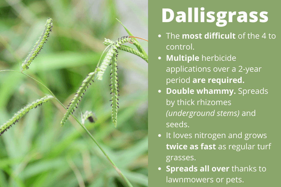 Dallisgrass weed found in Kyle, TX