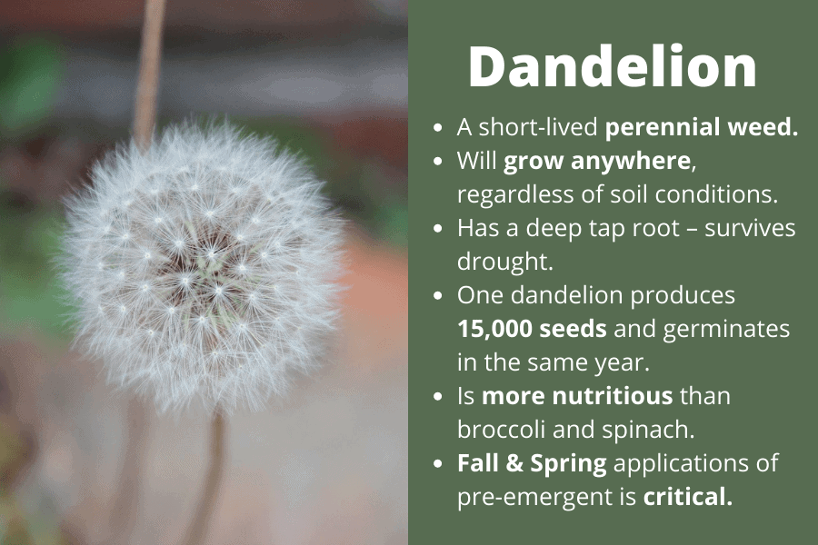 Dandelion weed found in Buda, TX