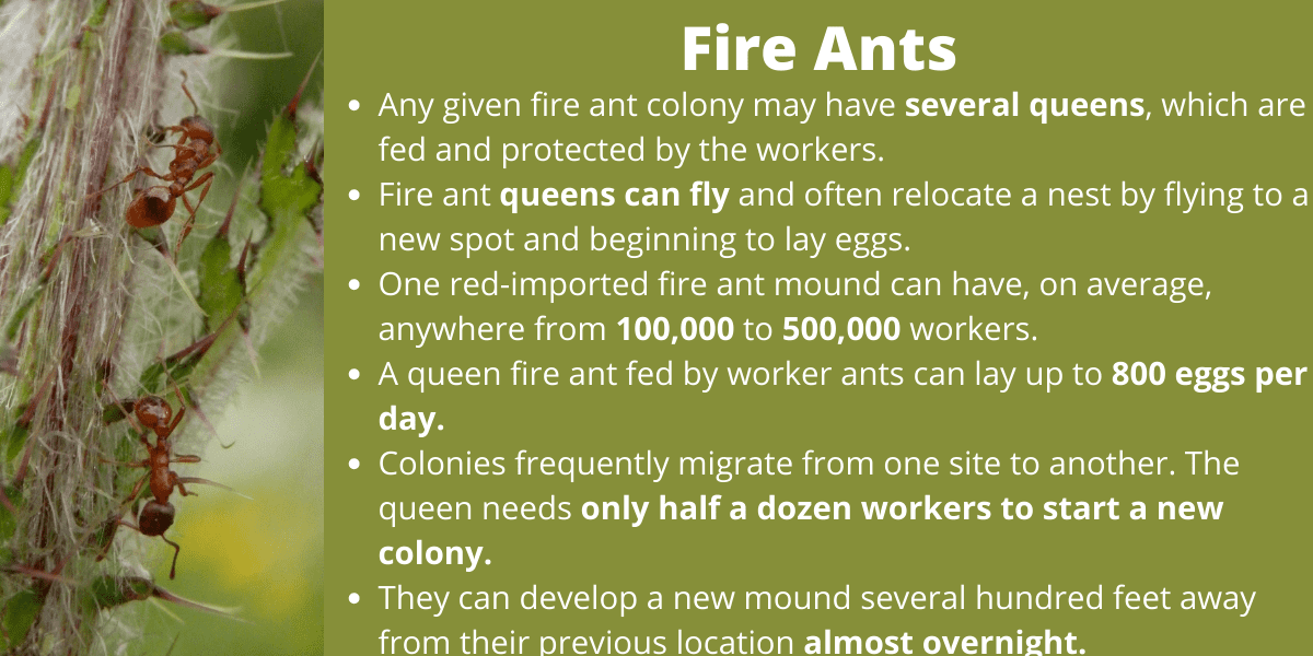 Fire Ants turf insects found in Kyle, TX